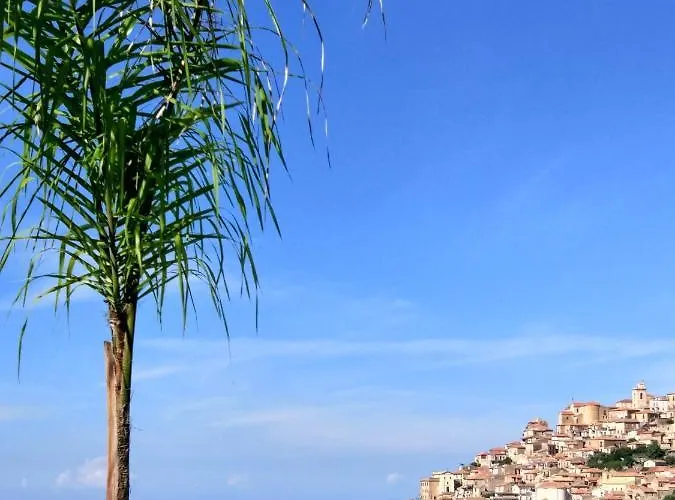 Cally Cally ניקוטרה